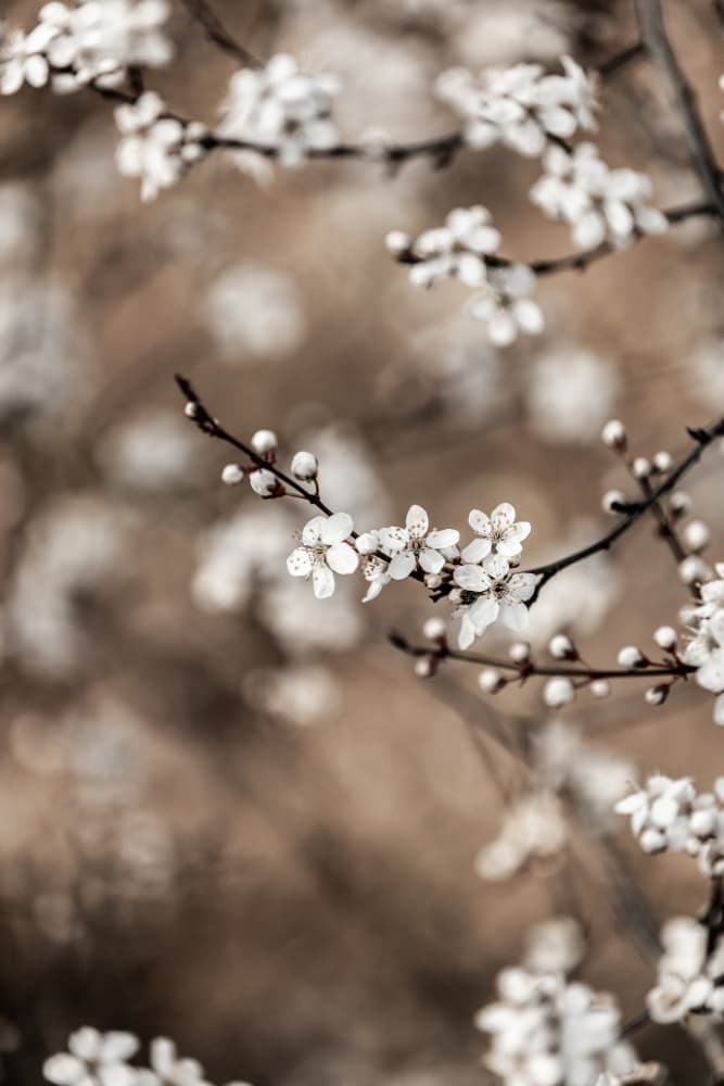 Last Spring 1 by Mareike Böhmer — canvas wall art