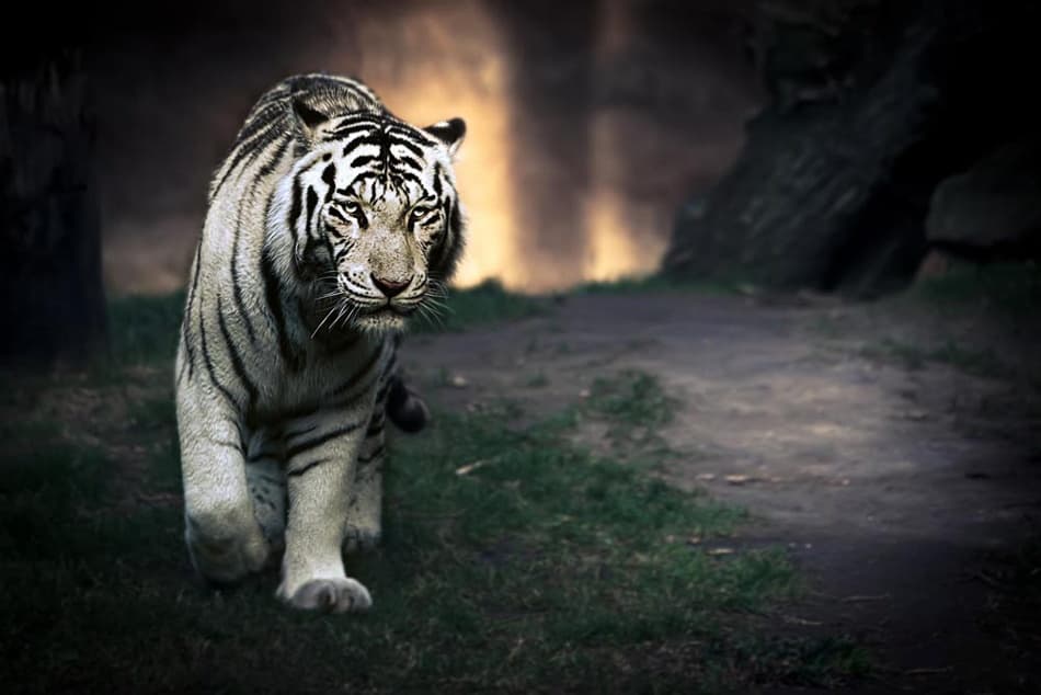 Majestic White Tiger by Jesus Gonzalez Vera — canvas wall art