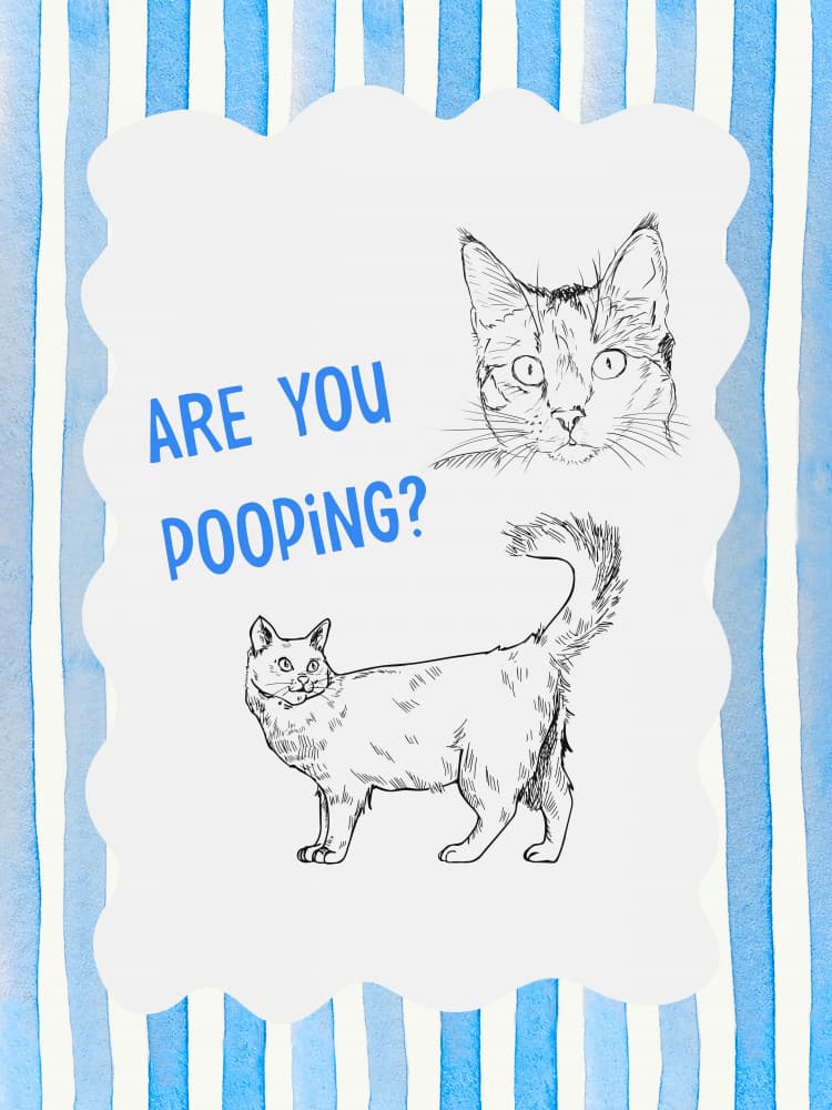 Are You Pooping Cat by Jolly and Dash — canvas wall art