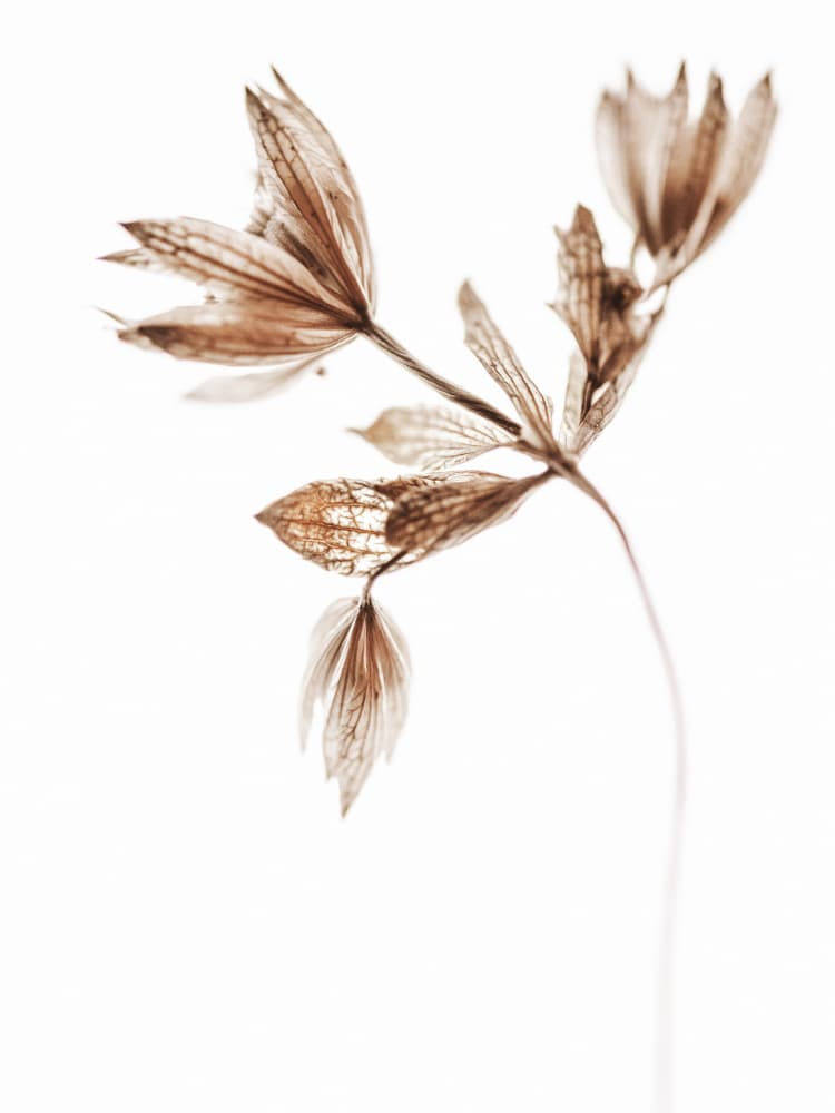 Delicate Dried Botanical by Magda Izzard — canvas wall art