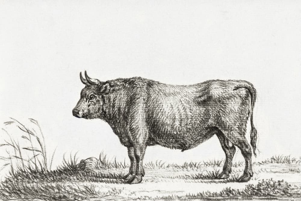 Standing Bull by Jean Bernard — canvas wall art