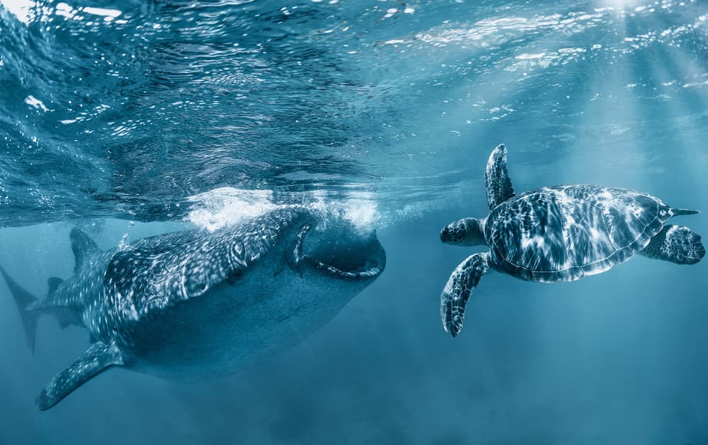Whale Shark Turtle Swim by Andrey Narchuk — canvas wall art