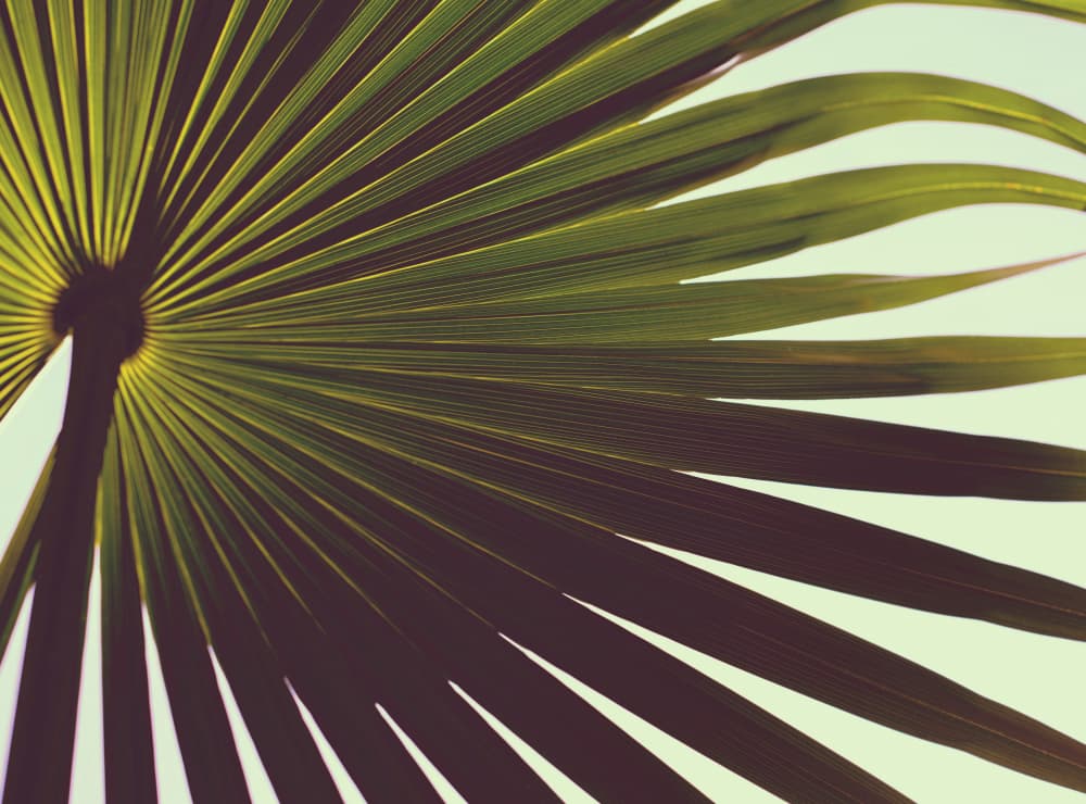 Sunlit Palm Frond by Tim Mossholder — canvas wall art