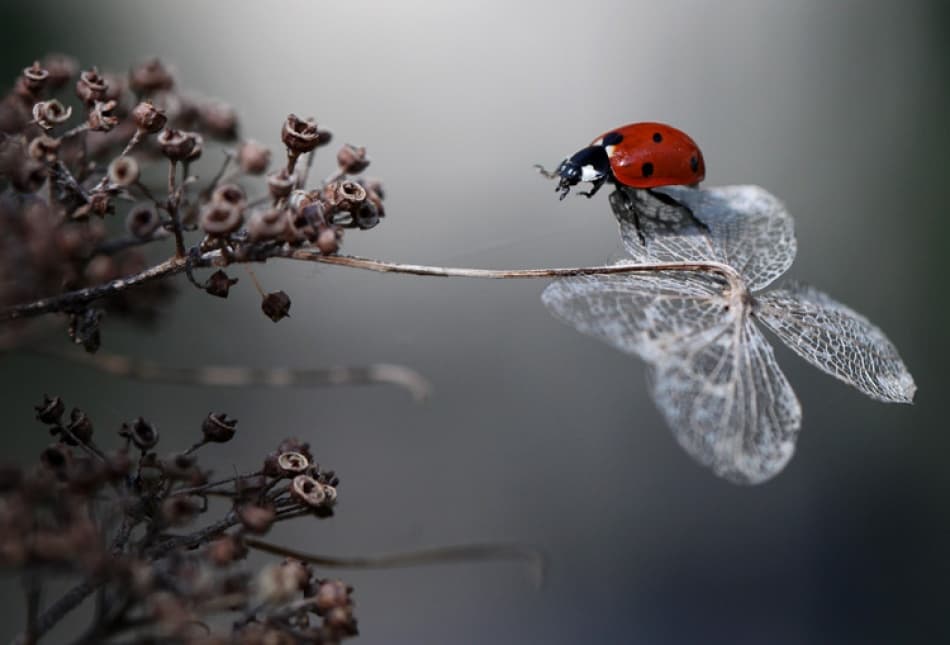 Red Ladybug Serenity by Ellen van Deelen — canvas wall art