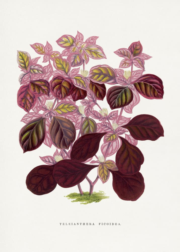 Pink Teleianthera Ficoidea Leaf Illustration by Les Plantes a Feuillage Colore — canvas wall art