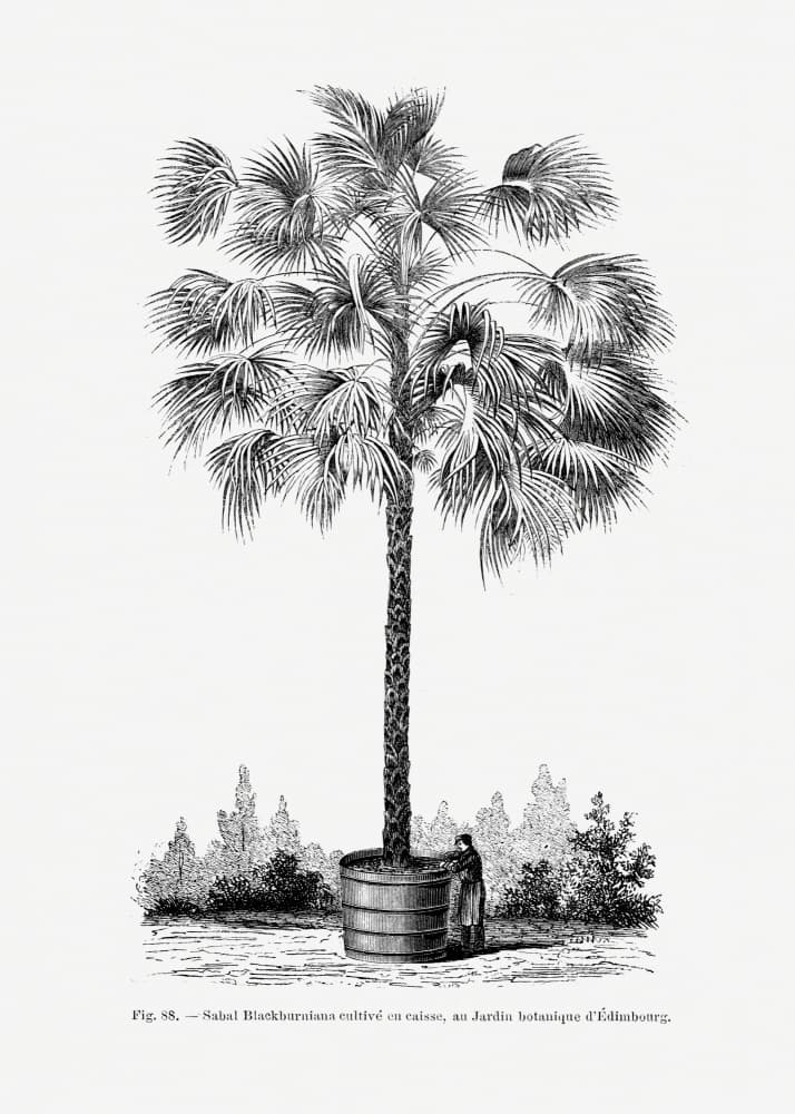 Vintage Palm Tree Drawing X by Les Palmiers Histoire Iconographique — canvas wall art