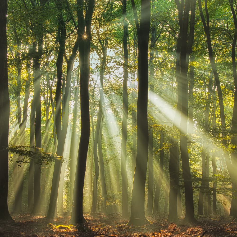 Misty Morning Sunlit Forest by Piet Haaksma — canvas wall art