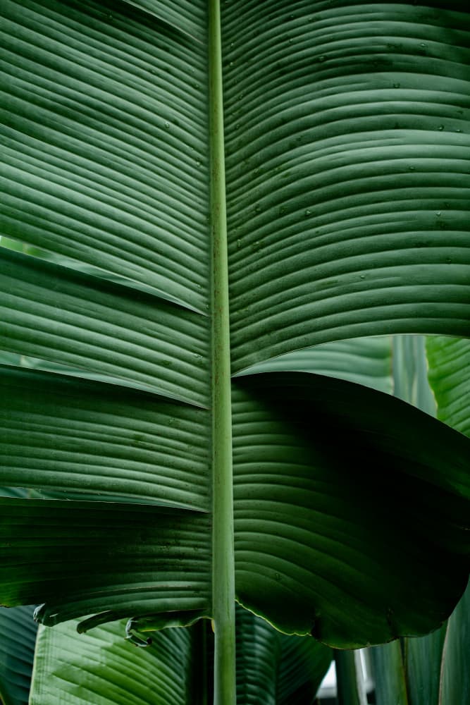 Leaves 15 by Mareike Böhmer — canvas wall art