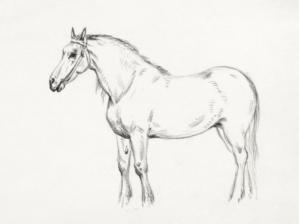 Standing Horse (1818) by Jean Bernard — canvas wall art