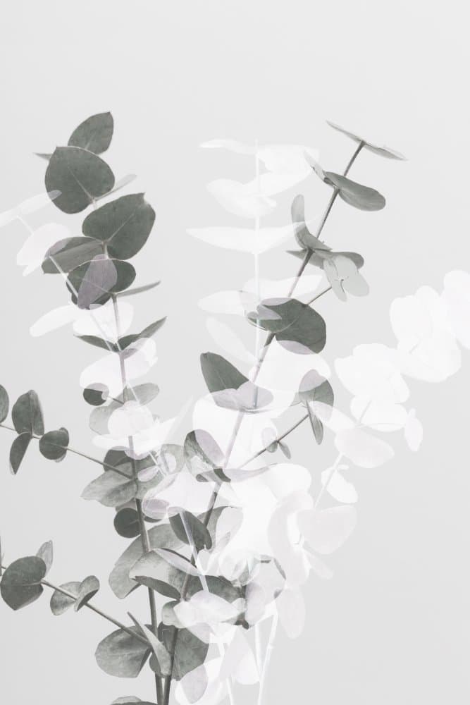 Soft Eucalyptus Layers by Old Artists Studio III — canvas wall art