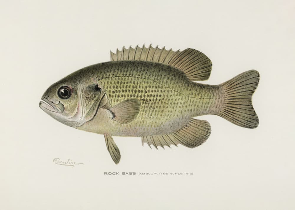 Rock Bass (ambloplites Rupestris) By Sherman F. Denton (1856 1937) by Old Artists — canvas wall art