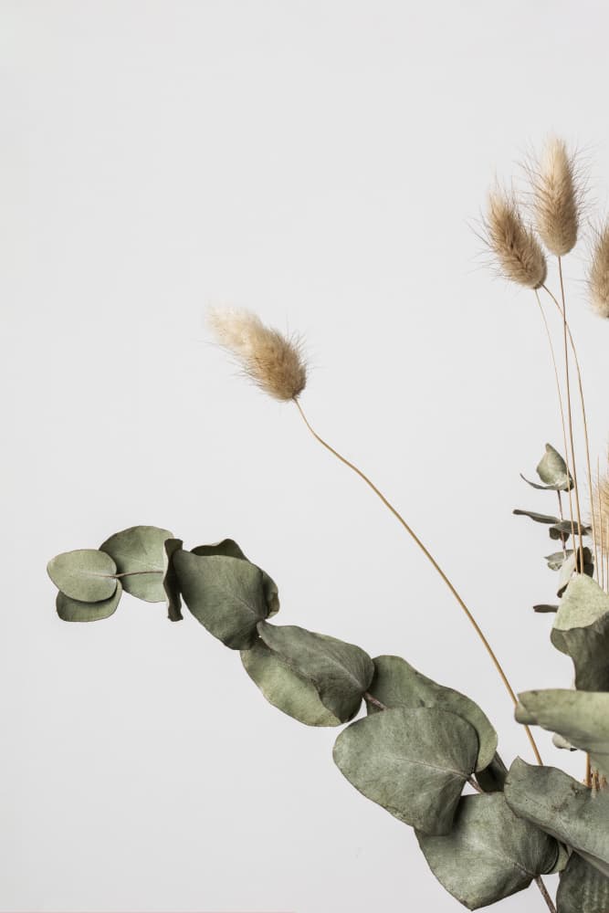 Eucalyptus Bunny Tails by Old Artists Studio III — canvas wall art