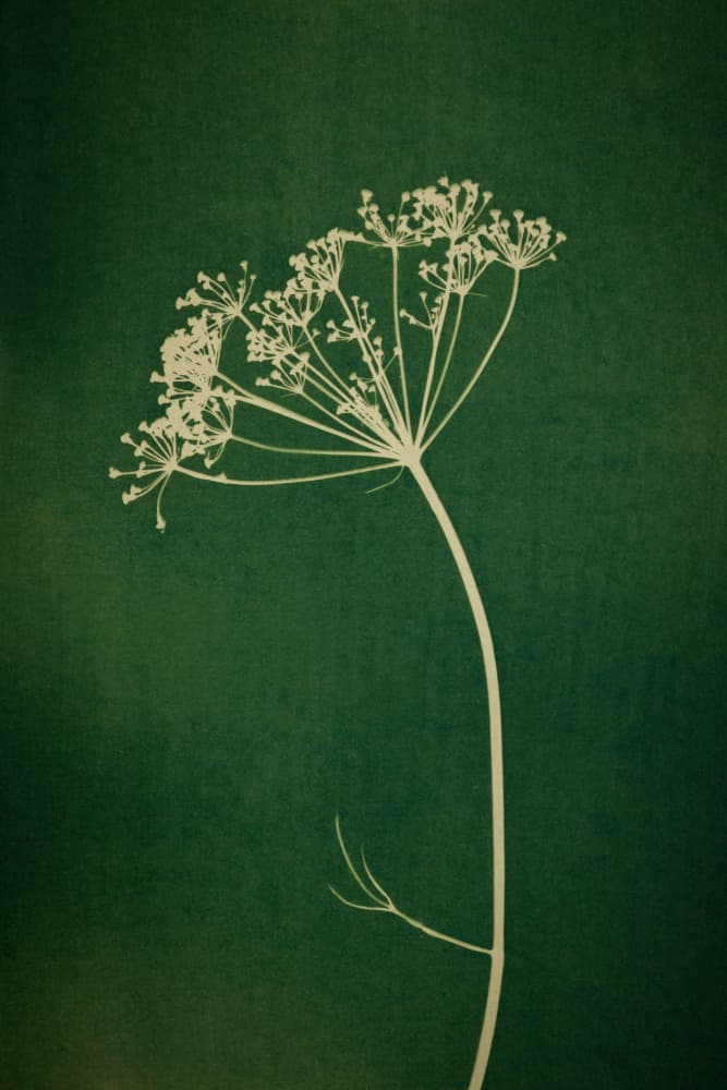 Green Botanical Outline by Mayra Pama — canvas wall art