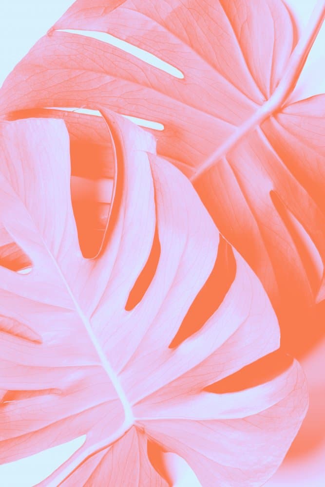 Coral Pink Monstera by Old Artists Studio III — canvas wall art