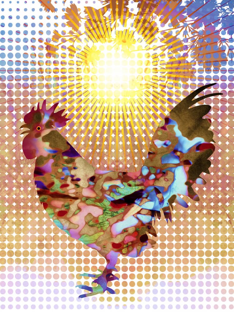 Vibrant Rooster Sunrise by Angelo Cerantola — canvas wall art