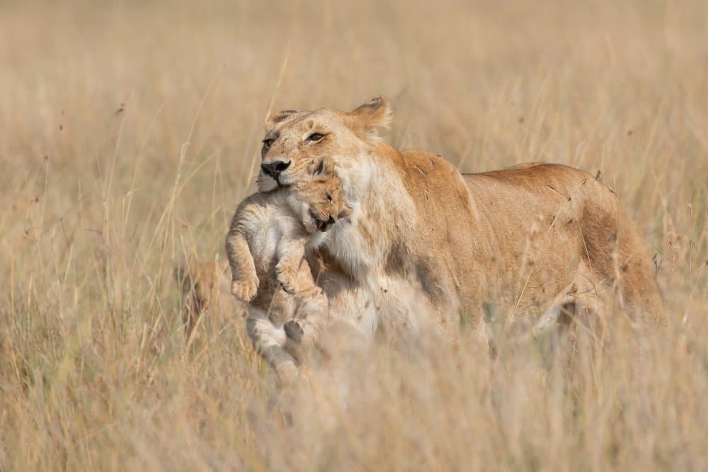 Protective Lioness Cub by Alessandro Catta — canvas wall art