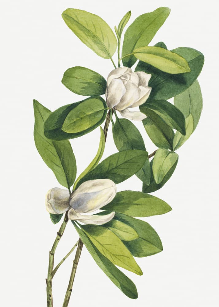 Swamp Magnolia (1918) by Mary Vaux Walcott — canvas wall art