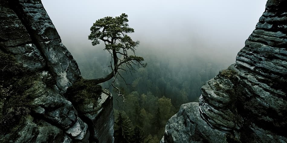 Misty Cliffside Tree by Andreas Schott — canvas wall art