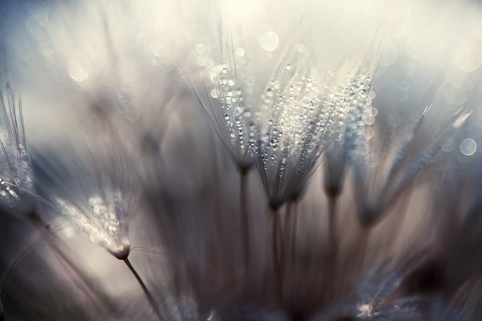 Dewy Dandelion Seeds by Thomas Dam — canvas wall art