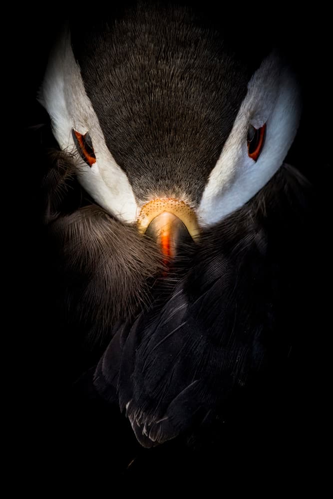 Dramatic Puffin Portrait by Csaba Tokolyi — canvas wall art