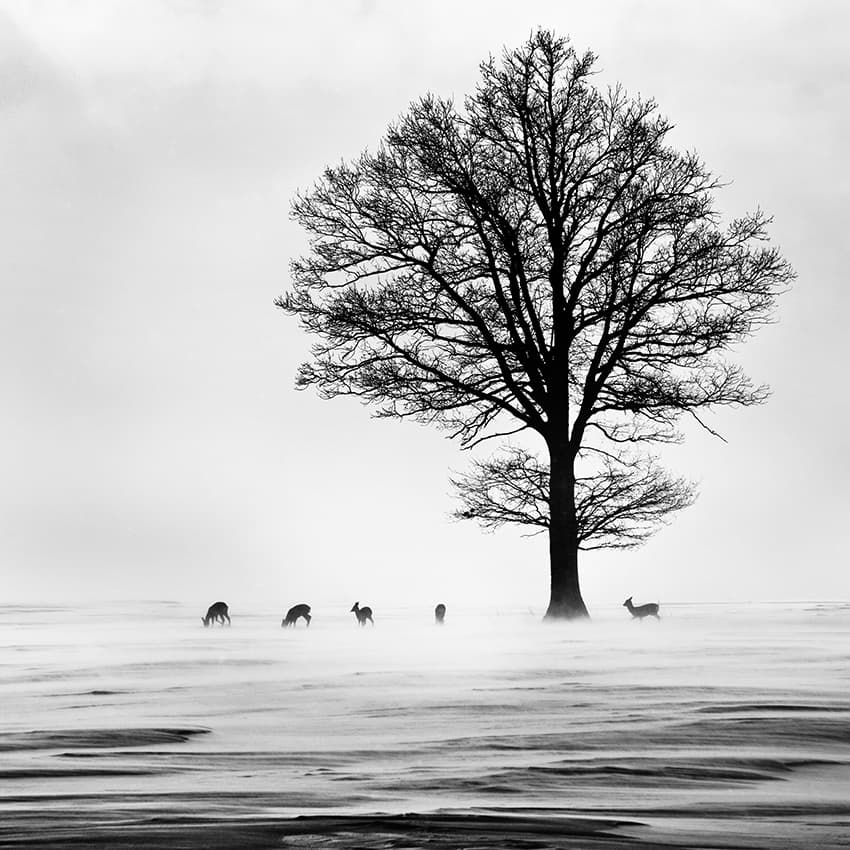Winter Tree and Deer by Silvija Danelsone — canvas wall art