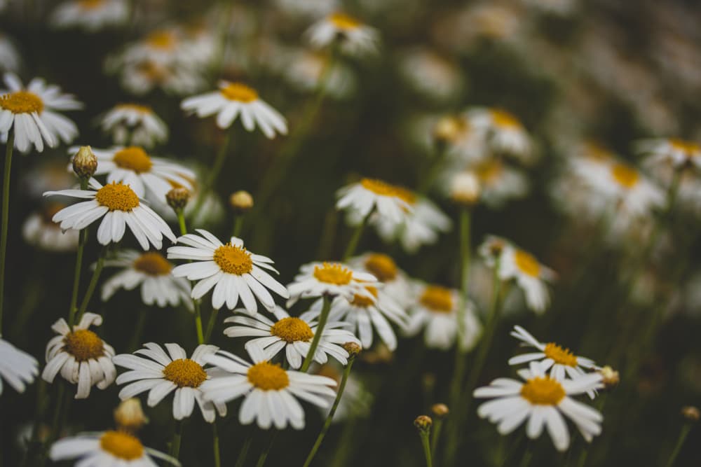 Peaceful Daisy Field by engin akyurt — canvas wall art