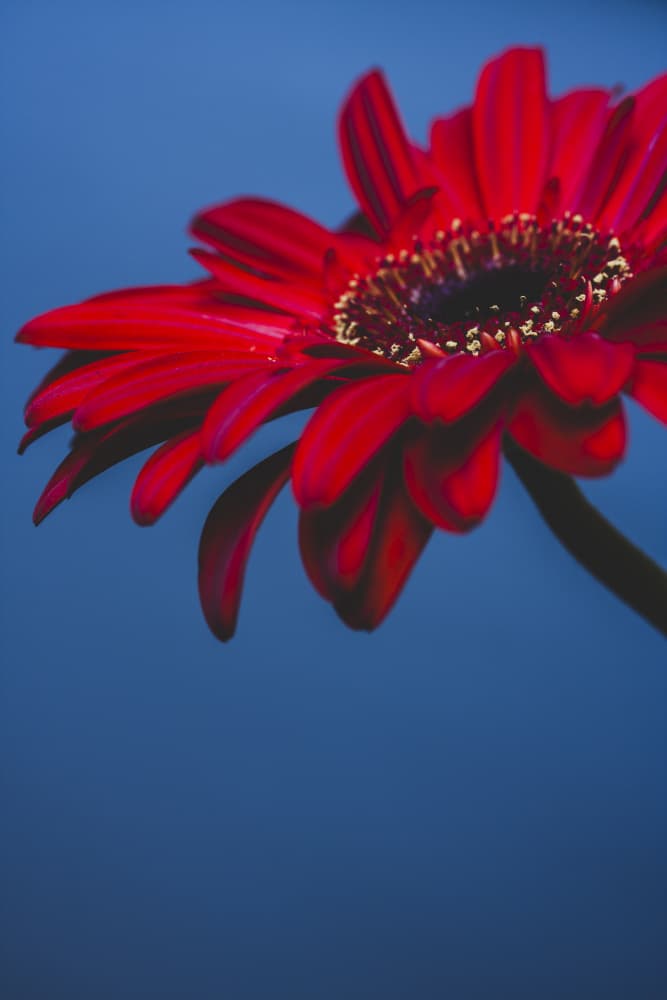 Red Bloom Blue Serenity by engin akyurt — canvas wall art