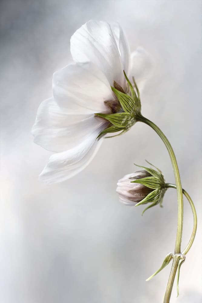 Untitled by Mandy Disher — canvas wall art