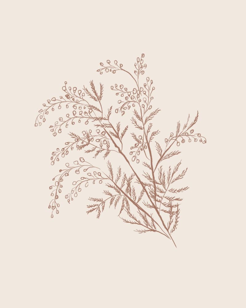 Acacia Botanical Branch by Anis Illustration — canvas wall art