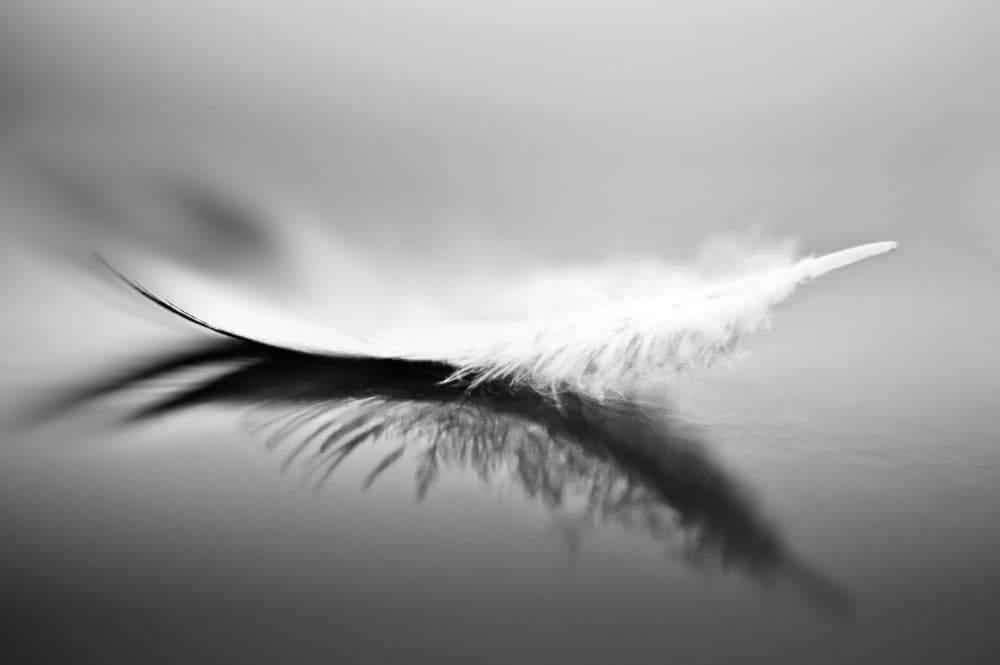 White Feather Reflection by Olinda Coutinho — canvas wall art