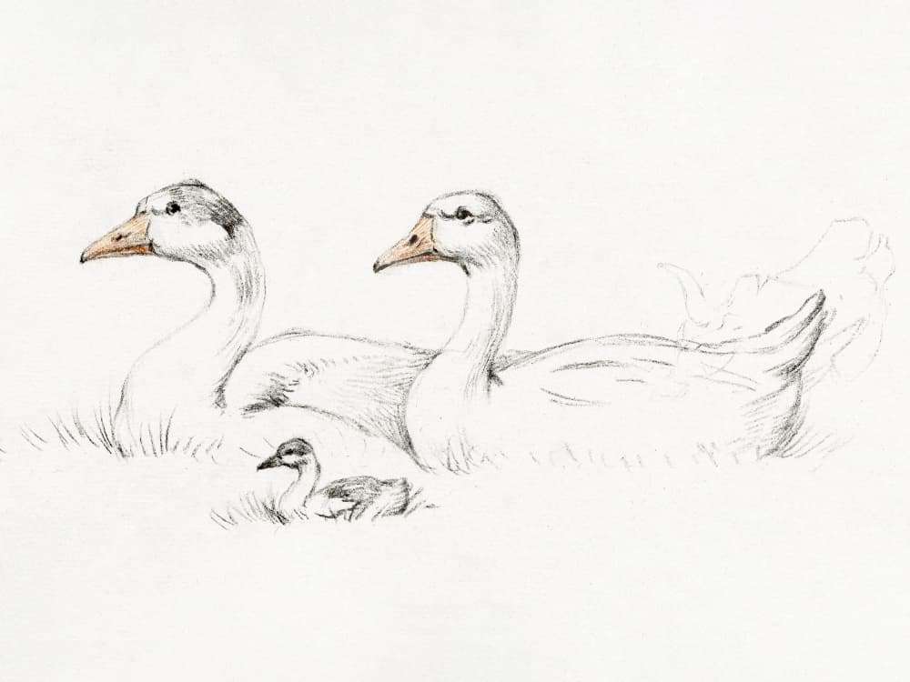 Two Geese With a Young (1775–1833) by Jean Bernard — canvas wall art