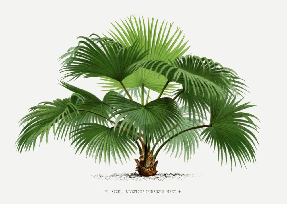 Livistona C by Les Palmiers Histoire Iconographique — canvas wall art