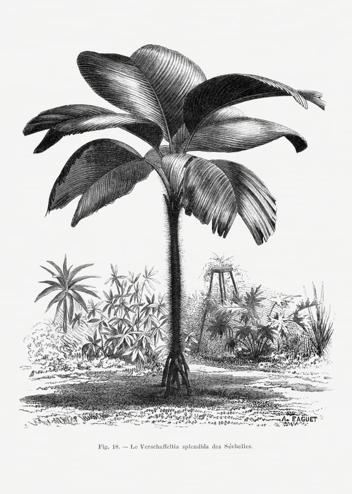Vintage Palm Tree Drawing Iii by Les Palmiers Histoire Iconographique — canvas wall art