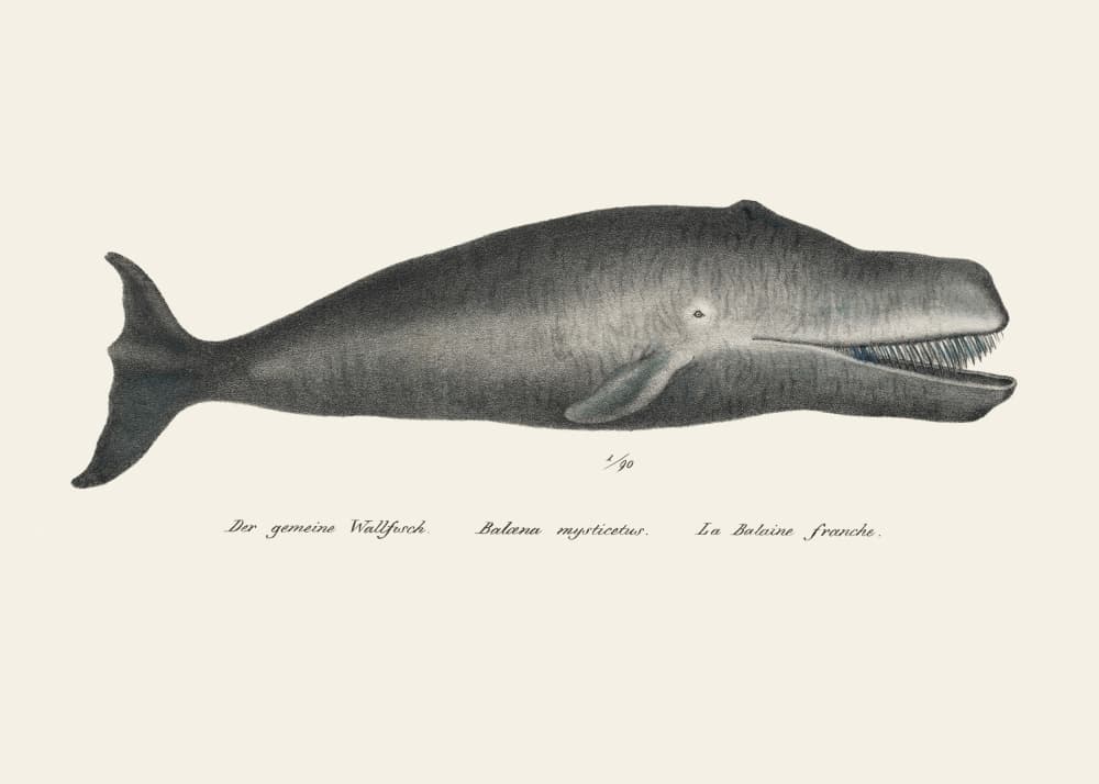 Whale Ii Antique Handcolored Sealife Lithograph 1824 by Vintage Poster — canvas wall art