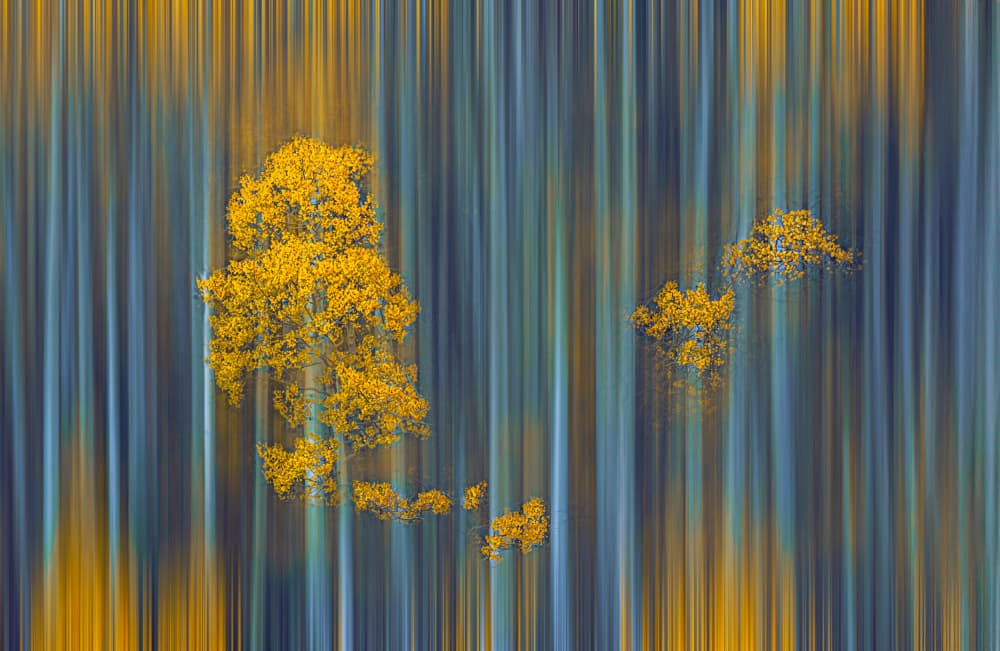 Golden Forest Abstract by Lydia Jacobs — canvas wall art
