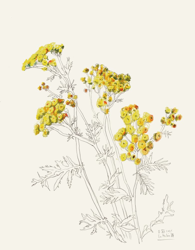 Delicate Yellow Blooms by Catalina Somolinos — canvas wall art