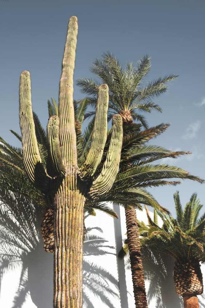 Desert Saguaro Palm Sky by Old Artists Studio III — canvas wall art
