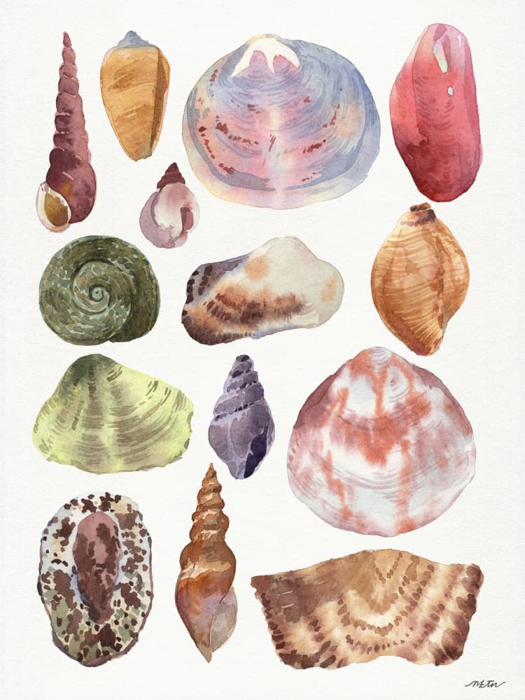 Shells 1 by NKTN — canvas wall art
