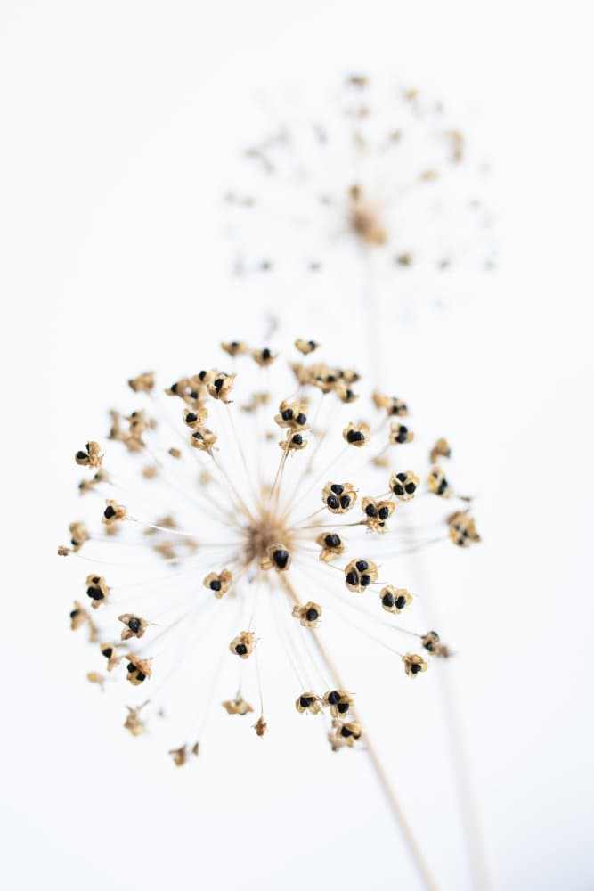 Delicate Minimalist Seeds by Old Artists Studio III — canvas wall art