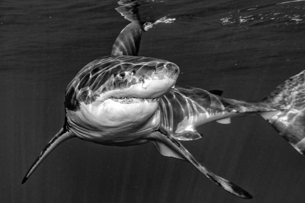 Great white by Andrea Izzotti — canvas wall art