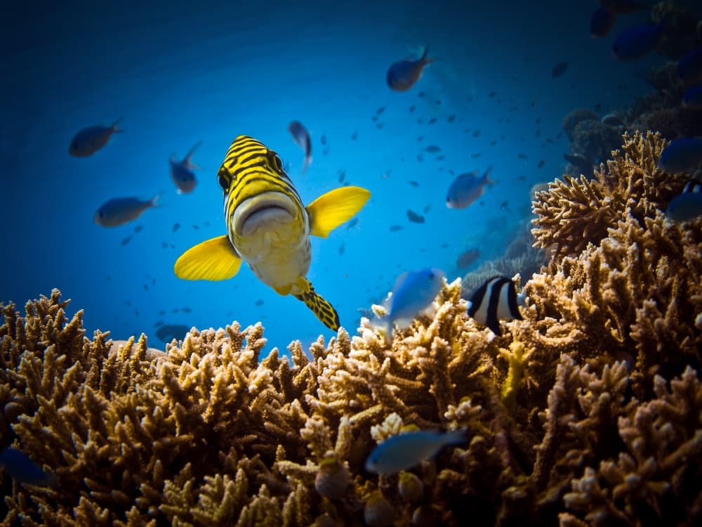 Curious Tropical Fish by LuckyGuy — canvas wall art