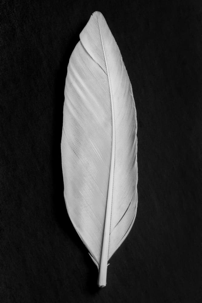 Elegant White Feather by Old Artists Studio III — canvas wall art
