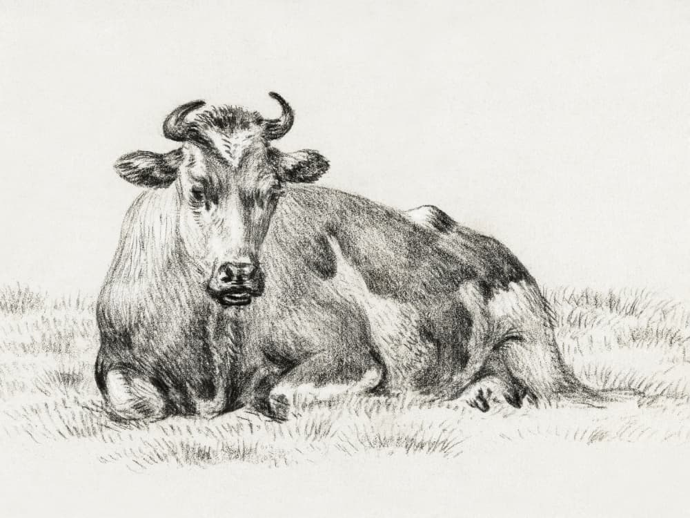 Lying Cow (1825) by Jean Bernard — canvas wall art