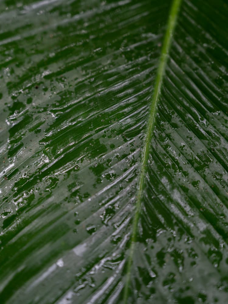 Wet Tropical Leaf by Christa Stroo — canvas wall art