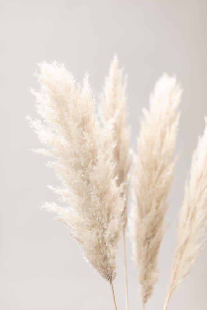 Soft Pampas Plumes by Old Artists Studio III — canvas wall art