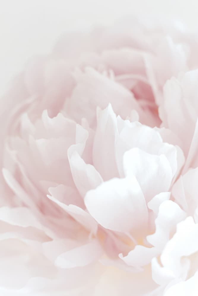 Soft Pink Peony by Old Artists Studio III — canvas wall art