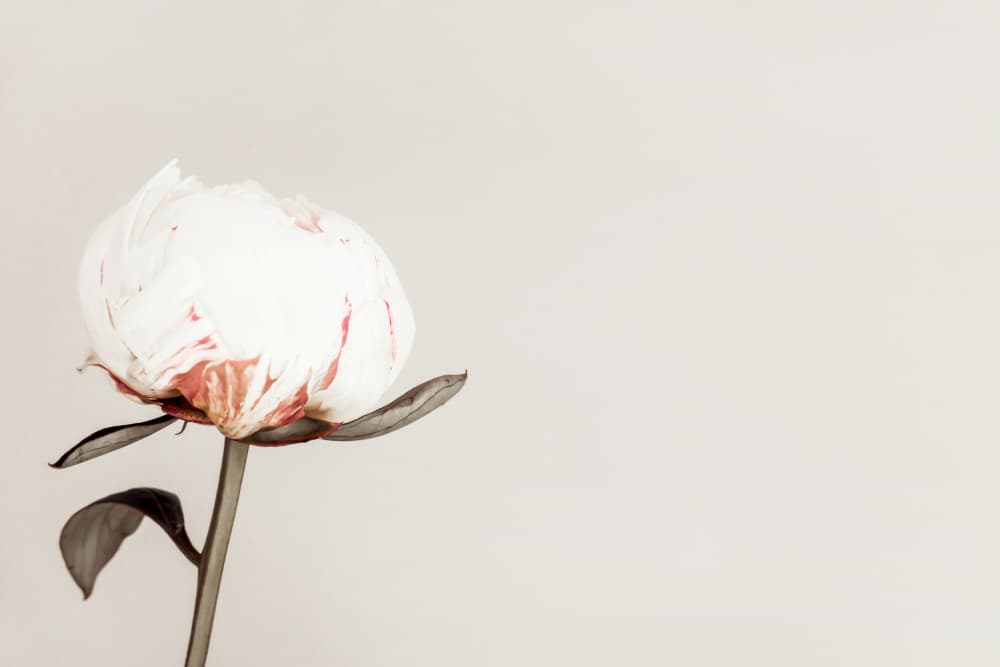 Delicate Pink Peony by Old Artists Studio III — canvas wall art