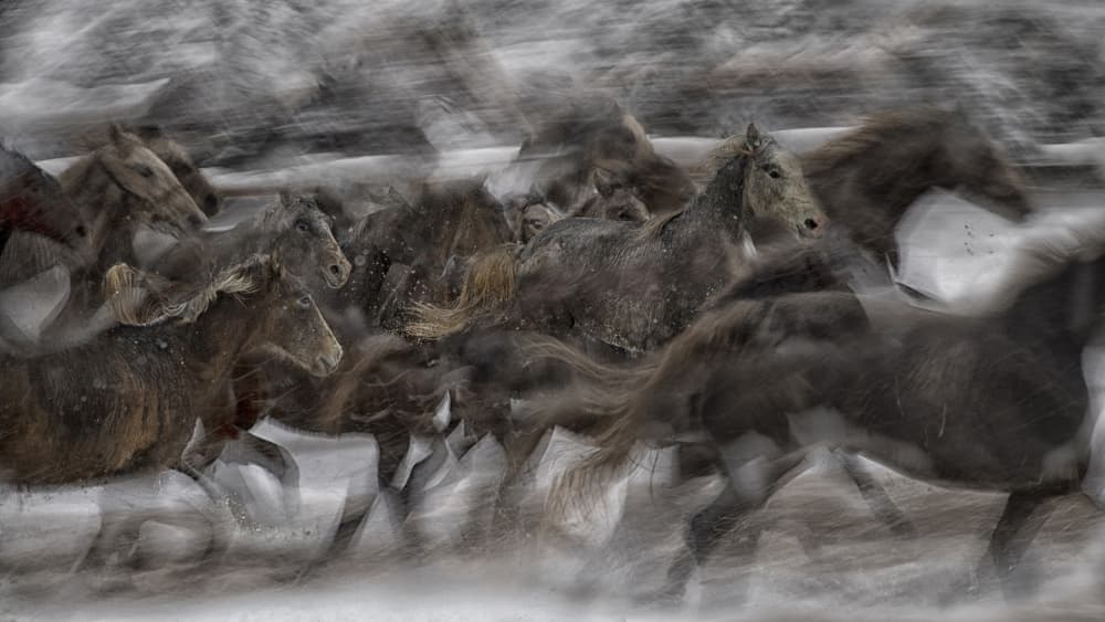 Galloping Wild Horses by Milan Malovrh — canvas wall art