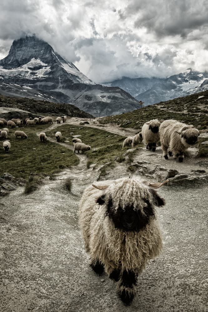 Valais Blacknose Matterhorn Mountain by Susanne Landolt — canvas wall art