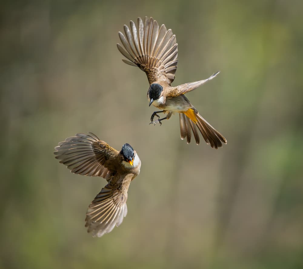 Two Bulbuls in Flight by Alex Li — canvas wall art